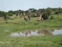 giraffes